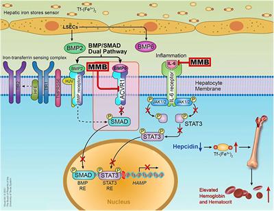 Momelotinib – a promising advancement in the management of myelofibrosis in adults with anemia